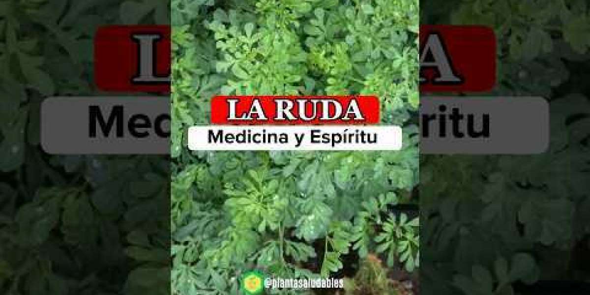 Los poderosos beneficios de tener una planta de ruda en tu hogar: protección, purificación y buena suerte