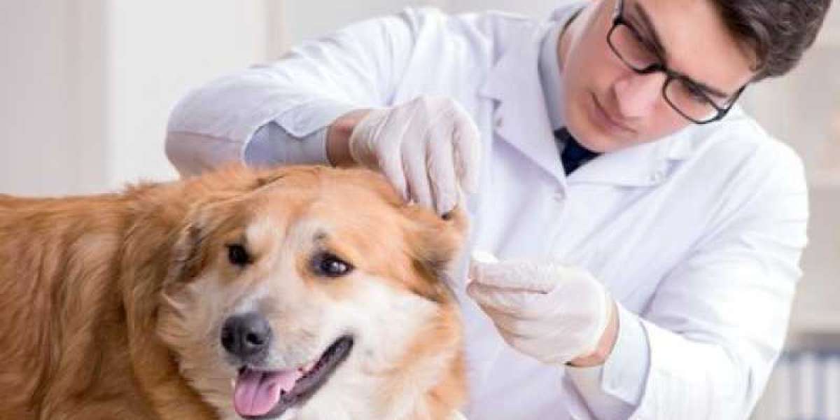 Cinomose: A Importância da Sorologia na Saúde dos Cães