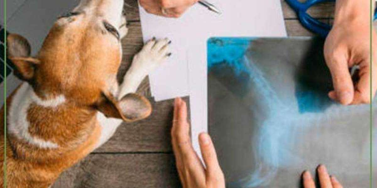 Equipos de radiología veterinaria y resonancia magnética