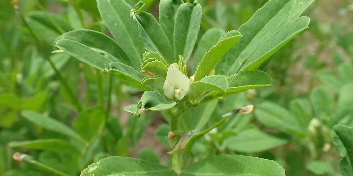 La planta de la ruda: para qué sirve, cómo cuidarla y ¡mucho más!