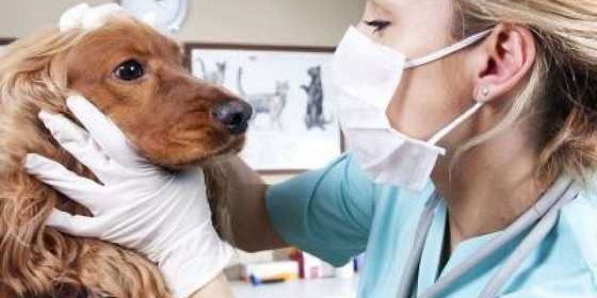 Vet Cardio: Mobile Veterinary Cardiologist